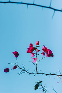 pink bougainvillea, blomstre, kronblad, blomst, plante, dyr, fugl, natur, udendørs, blad, azurblå himmel, himmel, Rose, geranium, sollys, flyvende, silhuet, glente, legetøj, faldskærm, forår, blomstrende plante, skønhed i naturen, skrøbelighed, sårbarhed, lav vinkel visning, rød, friskhed, tæt på, ingen mennesker, vækst, skyfri himmel, dag, blå, blomsterhoved, blomsterstand, lyserød farve, 5K, CC0, offentligt domæne, royaltyfrie