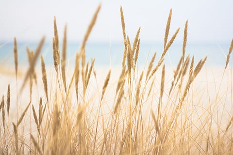 guaina marrone, crescita, agricoltura, pianta, raccolto, pianta di cereali, scena rurale, paesaggio, avvicinamento, natura, la tranquillità, nessuno, campo, bellezza nella natura, cielo, terra, giorno, azienda agricola, ambiente, Grano, scena tranquilla, all'aperto, gambo, avena - coltura, 4K, CC0, dominio pubblico, privo di copyright