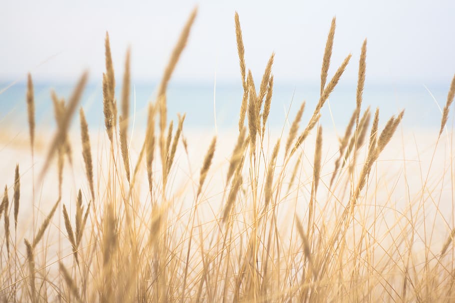 guaina marrone, crescita, agricoltura, pianta, raccolto, pianta di cereali, scena rurale, paesaggio, avvicinamento, natura, la tranquillità, nessuno, campo, bellezza nella natura, cielo, terra, giorno, azienda agricola, ambiente, Grano, scena tranquilla, all'aperto, gambo, avena - coltura, 4K