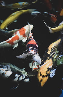 skole, assorteret farve koi fisk, fisk, carb, dyr, hav, svømning, dyre temaer, vand, dyreliv, gruppe af dyr, undervands-, dyr i naturen, hvirveldyr, hav liv, marine, ingen mennesker, koi karpe, natur, karpe, orange farve, dyr i fangenskab, udendørs, undersøiske, fiskeskole, 5K, CC0, offentligt domæne, royaltyfrie