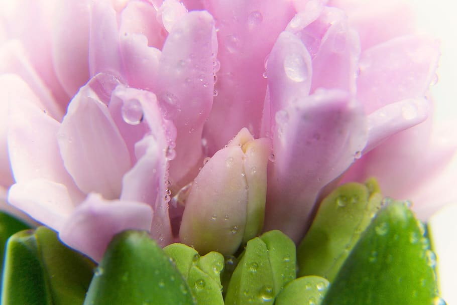 safrà, primavera, creixement, rosa, florir, créixer, flor, planta, naturalesa, floral, jardí, primer pla, decoració, pujar, coratge, nova manera, pubertat, nen, menopausa, cremar, depressió, curar, alternativa, fitoteràpia, Medicina alternativa, homeopatia, doctrina de miasms, endins, descans, relaxació, benestar, Pasqua, meditació, recuperació, relaxa't, harmonia, cura del cos, romàntic, frescor, planta amb flors, bellesa a la natura, aigua, color rosa, cap gent, humit, tirar, inflorescència, cap de flor, fons, marc complet, color verd, pètal, rosada, enfocament suau, porpra, 4K