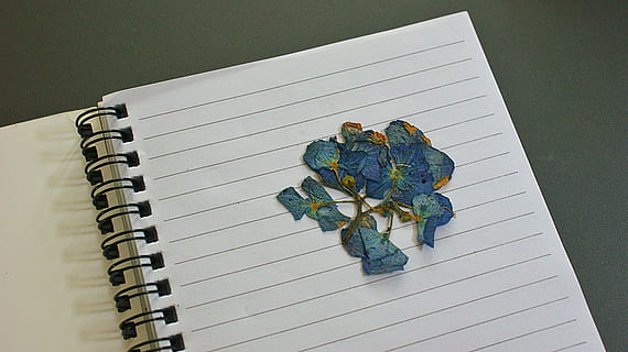 Blume, getrocknet, Notizbuch, Gemüse, Blütenblätter, wunderschönen, Schönheit, Sommer-, merken, sparen, schreiben, Linien, Papier-, Buch, Veröffentlichung, drinnen, keine Leute, Spiralblock, Nahansicht, Notizblock, Stillleben, Seite, High Angle View, Spiral-, Tabelle, zwei Objekte, Stift, Erinnerung, Bürobedarf, Schreibgerät, öffnen, Bleistift, leer, 4K, CC0, gemeinfrei, lizenzfrei