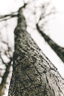 planta, árbol, tronco de arbol, pretil, barandilla, animal, roedor, mamífero, caracol, invertebrado, pájaro, buitre, insecto de cricket, insecto, aumentador, algas, ardilla, tramo, puerco espín, arce, el maletero, texturizado, nadie, naturaleza, ladrar, centrarse en primer plano, material de madera, enfoque selectivo, áspero, de cerca, día, planta de corteza, al aire libre, modelo, crecimiento, tierra, belleza en la naturaleza, directamente debajo, 5K, CC0, dominio público, libre de derechos