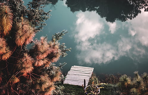 trees, Dock, Lake, Pond, Reflection, Shoreline, Tree, autumn, flow, mirror, nature, pier, river, steps, water, wild, plant, sky, no people, cloud - sky, day, outdoors, tranquility, beauty in nature, growth, sunlight, low angle view, land, landscape, non-urban scene, built structure, grass, environment, 2K, CC0, public domain, royalty free