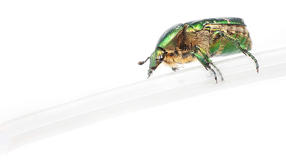 escarabajo, brillante, , insecto, Tesoro enterrado, cetoniaaurata, cifrar, Edgarpoe, escarabajo de oro, verde, kafka, metamorfosis, rosetafer, temas de animales, animal, invertebrado, un animal, Fondo blanco, fauna animal, foto de estudio, animales en la naturaleza, de cerca, adentro, nadie, copia espacio, naturaleza, color verde, parte del cuerpo del animal, separar, zoología, antena animal, pequeña, 2K, CC0, dominio público, libre de derechos