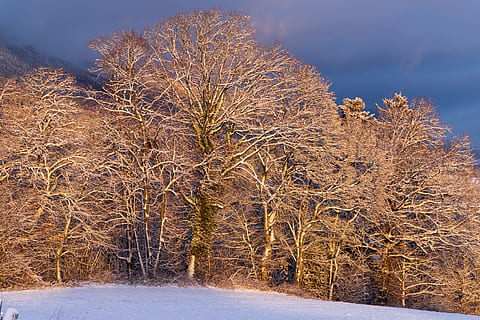 alberi, splendente, luce, paesaggio, foresta, sole, umore, inverno, temperatura fredda, la neve, albero, pianta, natura, congelato, terra, scenics - natura, cielo, ambiente, bellezza nella natura, ghiaccio, scena non urbana, nessuno, albero nudo, Colore bianco, bosco, all'aperto, bosco di pini, abete, 4K, CC0, dominio pubblico, privo di copyright