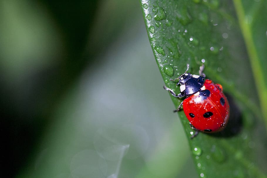marieta, insecte, naturalesa, primavera, macro, vermell, escarabat, full, planta, marietes, punts, fons, ales, estiu, verd, jardí, fauna animal, temes d'animals, invertebrat, un animal, animal, animals a la natura, color verd, primer pla, cap gent, centrar-se en primer pla, dia, part de la planta, a l'aire lliure, petit, 4K