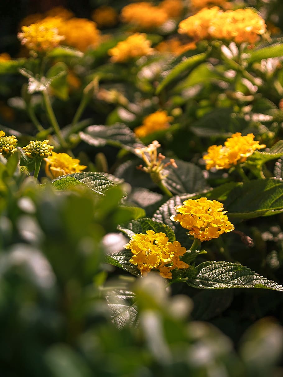 hannover, flors, groc, flor, planta amb flors, enfocament selectiu, creixement, planta, primer pla, frescor, bellesa a la natura, vulnerabilitat, fragilitat, naturalesa, dia, cap gent, color verd, a l'aire lliure, llum solar, cap de flor, pètal, inflorescència, 2K
