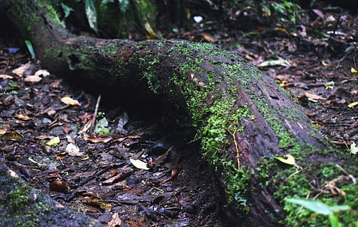 arbre, tronc, molsa, planta, naturalesa, volant, bosc, verd, arbres, fusta, medi ambient, fons de pantalla, fullatge, tronc de fons de pantalla, tronc amb molsa, planta amb molses, fons de pantalla de la natura, fons de pantalla del bosc, el maleter al terra, terra, tronc de l'arbre, creixement, dia, cap gent, primer pla, enfocament selectiu, camp, tranquil·litat, a l'aire lliure, color verd, caient, fong, registre, escorça, liquen, 5K, CC0, domini públic, lliure de regalies