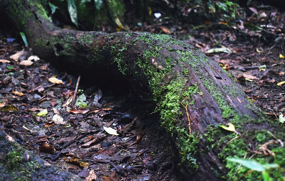 arbre, tronc, molsa, planta, naturalesa, volant, bosc, verd, arbres, fusta, medi ambient, fons de pantalla, fullatge, tronc de fons de pantalla, tronc amb molsa, planta amb molses, fons de pantalla de la natura, fons de pantalla del bosc, el maleter al terra, terra, tronc de l'arbre, creixement, dia, cap gent, primer pla, enfocament selectiu, camp, tranquil·litat, a l'aire lliure, color verd, caient, fong, registre, escorça, liquen, 5K