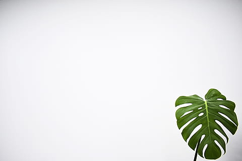 zelená, list, bílý, Pozadí, rostlina, kapradina, flóra, žíly, prázdné místo, anthurium, květ, tráva, arecaceae, strom, palma, zeď, bílé zdi, monstera, Příroda, rostlinné části, kopie prostor, zelená barva, studio shot, bílé pozadí, nikdo, uvnitř, detail, vystříhnout, bylina, růst, svěžest, jídlo, krása v přírodě, jídlo a pití, jeden objekt, medicína, palmový list, bambus - rostlina, 5K, CC0, veřejná doména, bez autorských práv