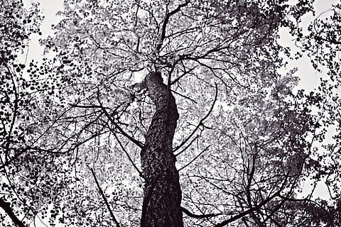 arbre, primavera, blanc i negre, tronc, escorça, fosc, fulles, flors, sota, buscant, planta, branca, vista d’angle baix, naturalesa, bellesa a la natura, tranquil·litat, cap gent, cel, creixement, tronc de l'arbre, dia, a l'aire lliure, arbre nu, flor, planta amb flors, cel clar, flor de cirerer, cirerer, copa de l'arbre, 5K, CC0, domini públic, lliure de regalies