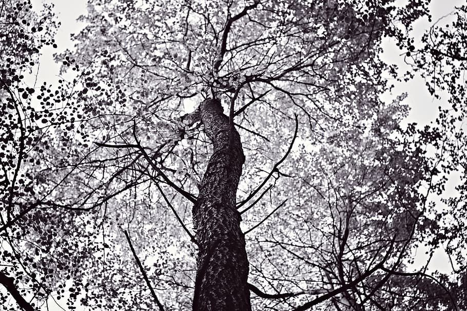 arbre, primavera, blanc i negre, tronc, escorça, fosc, fulles, flors, sota, buscant, planta, branca, vista d’angle baix, naturalesa, bellesa a la natura, tranquil·litat, cap gent, cel, creixement, tronc de l'arbre, dia, a l'aire lliure, arbre nu, flor, planta amb flors, cel clar, flor de cirerer, cirerer, copa de l'arbre, 5K
