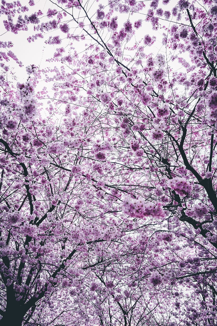 arbres de flors de cirerer, branca, brillant, brot, cirera, flor de cirerer, color, colors, flora, flor, flors, arbre, planta amb flors, color rosa, planta, creixement, bellesa a la natura, fragilitat, naturalesa, primavera, vista d’angle baix, cap gent, cirerer, frescor, vulnerabilitat, dia, marc complet, a l'aire lliure, porpra, directament a sota, copa de l'arbre, 5K