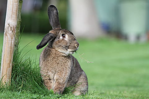hare, kanin, påske, græs, Påske hare, ører, pels, forår, tæt på, sidde, vild, pattedyr, dyre temaer, dyr, et dyr, plante, hvirveldyr, husdyr, fokus på forgrunden, kæledyr, Mark, dag, kanin - dyr, grøn farve, natur, dyreliv, indenlandske, ingen mennesker, jord, udendørs, planteædende, dyr øre, bakkenbart, 5K, CC0, offentligt domæne, royaltyfrie