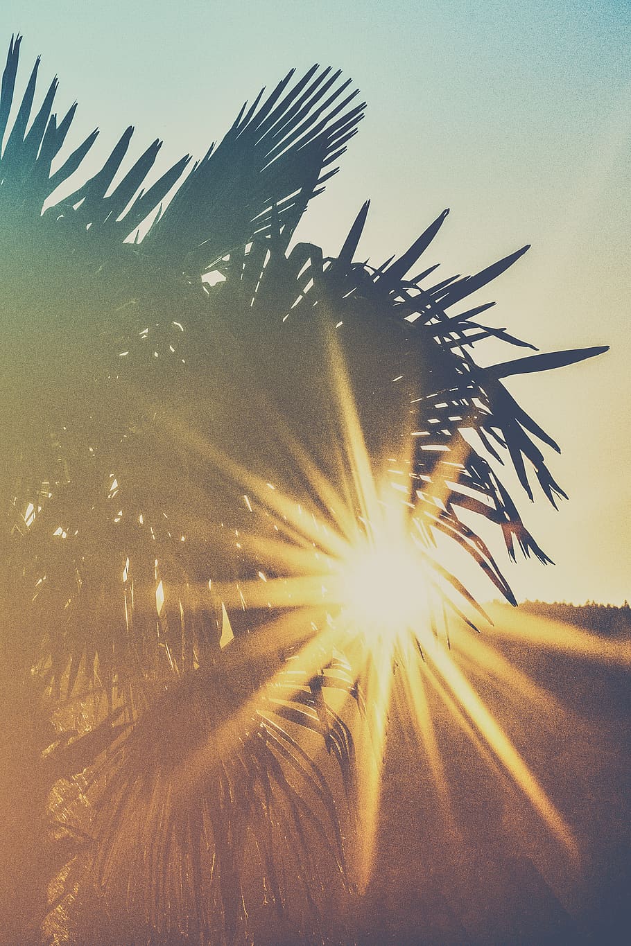 sunray, lineal, fulles, planta, cel, Palmera, naturalesa, creixement, cap gent, bellesa a la natura, llum solar, clima tropical, vista d’angle baix, a l'aire lliure, cel clar, fulla de palma, flare de la lent, posta de sol, arbre, silueta, sol, escenics - natura, full, brillant, focs artificials, 2K