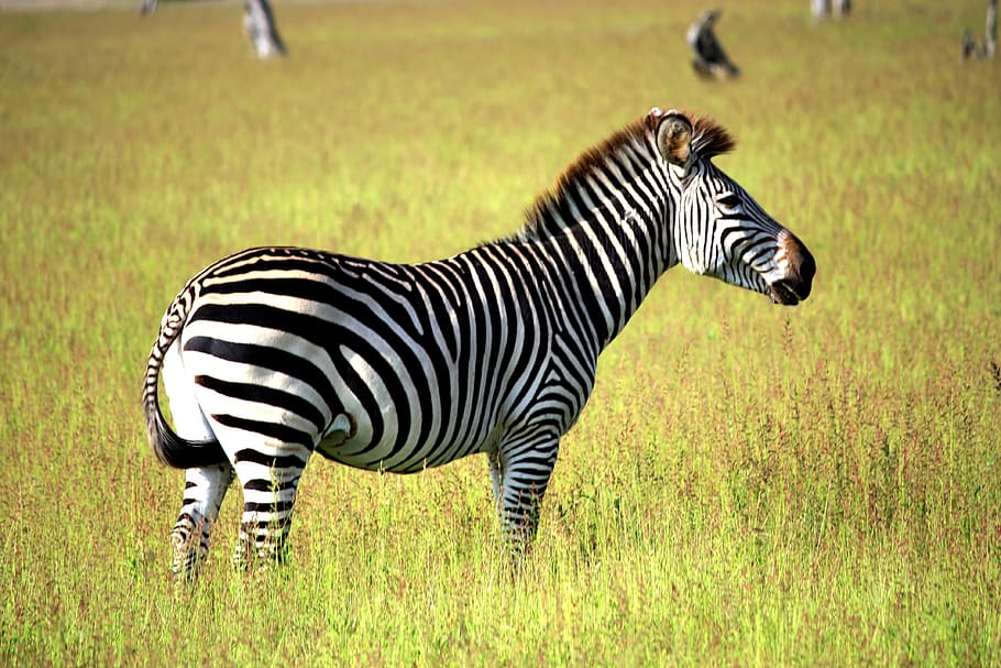 zebra sobre herba, animal, vida salvatge, mamífer, ocell, Zàmbia, sud del parc nacional de luangwa, Àfrica, safari, zebra, camp, a l'aire lliure, pastures, herba, planta, cavall, poltre, puntades, naturalesa, sabana, asfalt, temes d'animals, fauna animal, ratlles, animals a la natura, vertebrats, terra, un animal, marques d’animals, cap gent, vista lateral, de peu, herbívors, 4K