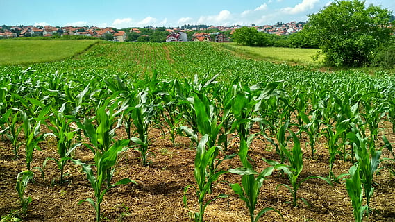 corn plant, field, corn, cornfield, crop, daylight, environment, farm, green, growth, landscape, pasture, plantation, season, soil, summer, land, plant, agriculture, rural scene, green color, scenics - nature, nature, beauty in nature, day, tranquility, tranquil scene, no people, tree, sky, outdoors, 4K, CC0, public domain, royalty free