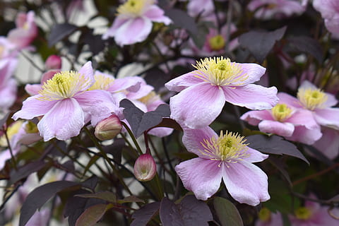 clematide, fiori, piante, natura, viola, giardino, flora, polline, fiore, pianta fiorita, pianta, fragilità, vulnerabilità, freschezza, crescita, bellezza nella natura, petalo, avvicinamento, testa di fiore, infiorescenza, fiorire, giorno, botanica, nessuno, colore rosa, concentrarsi sulle conoscenze acquisite, messa a fuoco selettiva, primavera, all'aperto, un mazzo di fiori, 5K, CC0, dominio pubblico, privo di copyright