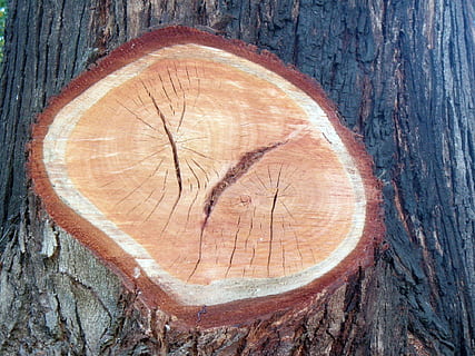 corte, arvore, drzewo, drewno - materiał, teksturowane, szczekać, zbliżenie, pierścień drzewa, pnia drzewa, pień drzewa, drewno, szorstki, bagażnik samochodowy, kształt geometryczny, las, brązowy, okrąg, dzień, żadnych ludzi, pęknięty, kształt, roślina, na dworze, ziarno drewna, 1080P, CC0, domena publiczna, darmowe zdjęcia