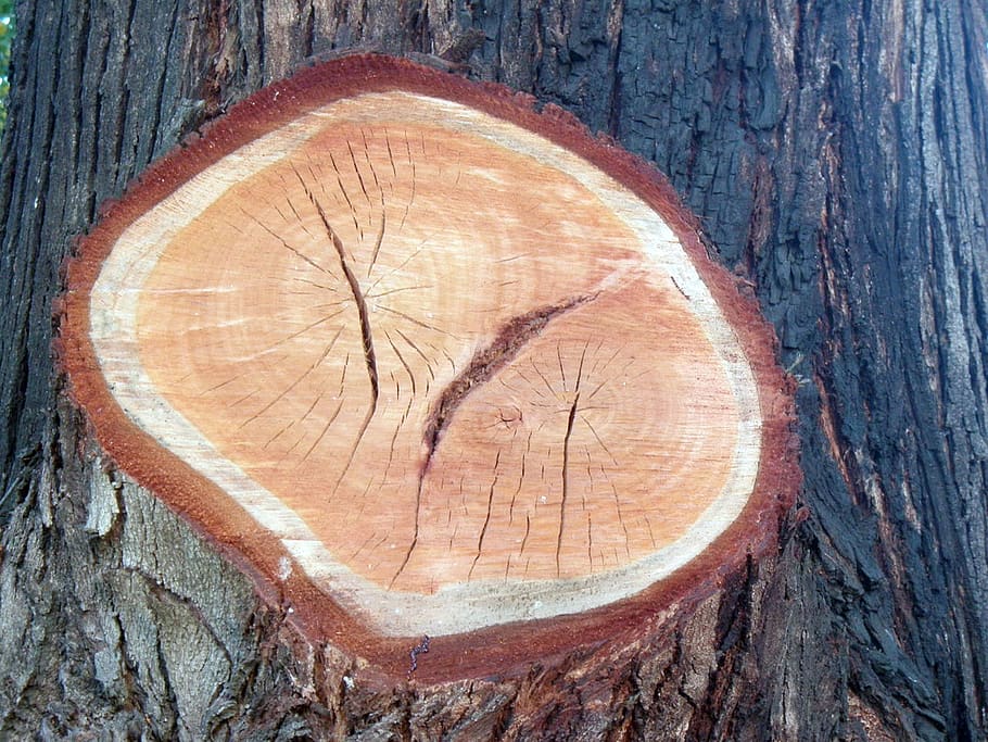 corte, Árvore, træ, træ - materiale, tekstureret, bark, tæt på, træ ring, træstamme, træstump, ru, bagagerum, geometrisk form, Skov, Brun, cirkel, dag, ingen mennesker, revnet, form, plante, udendørs, trækorn, 1080P