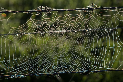 Australia, panza de paianjen, fragilitate, vulnerabilitate, a închide, să se concentreze asupra primelor elemente, nici o persoana, frumusețe în natură, modelul natural, umed, cădere brusca, natură, zi, complexitate, apă, păianjen, model, prins, în aer liber, plantă, rouă, web, ploaie, picătură de ploaie, 5K, CC0, domeniu public, fără drepturi de autor
