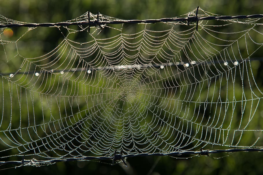 Australia, panza de paianjen, fragilitate, vulnerabilitate, a închide, să se concentreze asupra primelor elemente, nici o persoana, frumusețe în natură, modelul natural, umed, cădere brusca, natură, zi, complexitate, apă, păianjen, model, prins, în aer liber, plantă, rouă, web, ploaie, picătură de ploaie, 5K