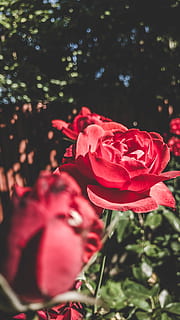 daytime, fall, outside, nature, red, roses, flowering plant, flower, plant, beauty in nature, freshness, petal, fragility, rose, vulnerability, growth, close-up, rose - flower, flower head, inflorescence, pink color, focus on foreground, plant part, no people, outdoors, 4K, CC0, public domain, royalty free