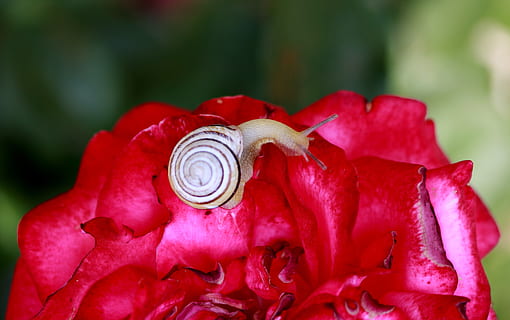 Caracol, Concha, rosa, vermelho, jardim, flor, beleza na natureza, planta com flores, fechar-se, plantar, pétala, fragilidade, vulnerabilidade, inflorescência, cabeça de flor, focar em primeiro plano, frescura, animais selvagens, crescimento, invertebrado, animal, natureza, temas animais, molusco, ninguém, 4K, CC0, domínio público, royalty free