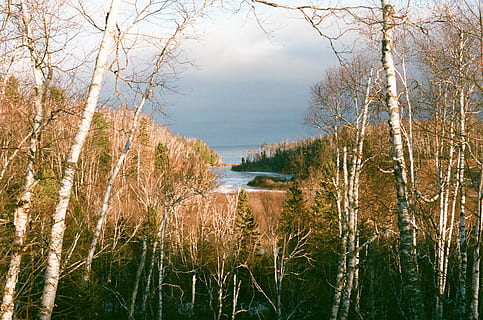árboles marchitos marrones, planta, hierba, abies, abeto, Estados Unidos, duluth, caídas de grosella espinosa, caña, césped, conífera, árbol, invierno, otoño, bosque, paisaje, crm, abedul, lago, tronco de arbol, al aire libre, agua, tranquilidad, paisajes - naturaleza, naturaleza, escena tranquila, belleza en la naturaleza, nadie, ambiente, cielo, reflexión, día, tierra, crecimiento, pantano, 2K, CC0, dominio público, libre de derechos