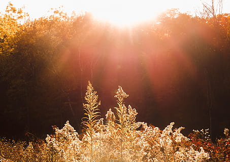 glød, sol, stråler, Mark, planter, efterår, flare, træer, almindeligt, eng, blomst, plante, træ, skønhed i naturen, vækst, ro, natur, sollys, jord, rolig scene, ingen mennesker, solstråle, Skov, scenics - natur, linseflare, dag, himmel, ikke-urbane scene, udendørs, idyllisk, 4K, CC0, offentligt domæne, royaltyfrie