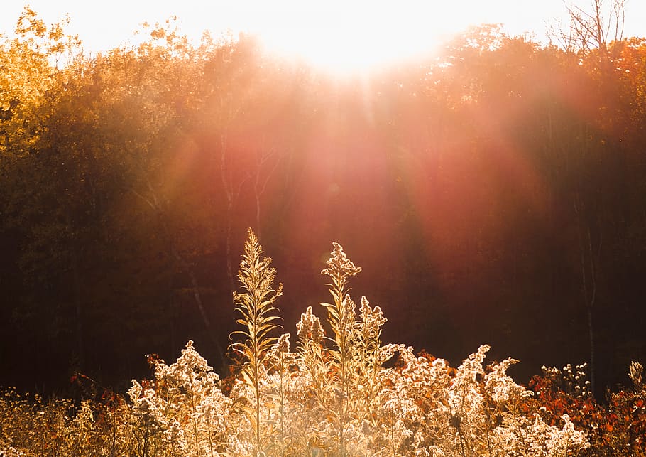 glød, sol, stråler, Mark, planter, efterår, flare, træer, almindeligt, eng, blomst, plante, træ, skønhed i naturen, vækst, ro, natur, sollys, jord, rolig scene, ingen mennesker, solstråle, Skov, scenics - natur, linseflare, dag, himmel, ikke-urbane scene, udendørs, idyllisk, 4K