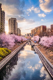 pink-leafed træ, dagtimerne, plante, kirsebær blomst, blomst, blomstre, 春天, beijing, Kina, hollandske, bygning, bro, 桃花, 建筑, 日落, 白云, 蓝天, 晴朗, 北京, 城市, 湖水, 美丽, vand, bygning udvendig, himmel, arkitektur, bygget struktur, sky - himmel, natur, afspejling, solnedgang, by, ingen mennesker, havnefronten, træ, kanal, skønhed i naturen, udendørs, kontorbygning udvendig, skyskraber, 5K, CC0, offentligt domæne, royaltyfrie
