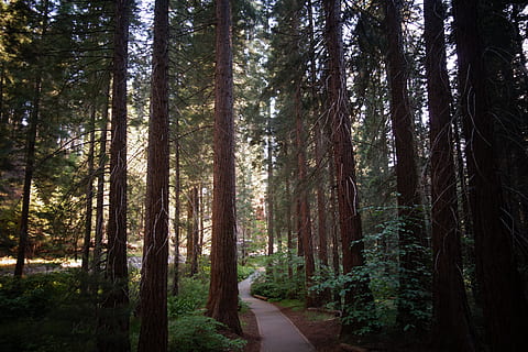 selettivo, fotografia a fuoco, foresta, natura, sentiero, alberi, boschi, Yosemite, albero, pianta, terra, crescita, bosco, tronco d'albero, tronco, la tranquillità, bellezza nella natura, la strada davanti, direzione, nessuno, scena tranquilla, giorno, scenics - natura, all'aperto, colore verde, Pino, bosco di pini, albero di conifere, bambù - pianta, 5K, CC0, dominio pubblico, privo di copyright