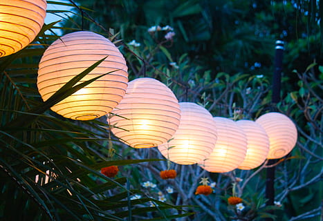 bali, plantar, equipamento de iluminação, crescimento, fechar-se, ninguém, beleza na natureza, natureza, focar em primeiro plano, iluminado, frescura, planta com flores, decoração, flor, fragilidade, vulnerabilidade, ao ar livre, dia, lanterna, pétala, árvore, eletricidade, cabeça de flor, 4K, CC0, domínio público, royalty free