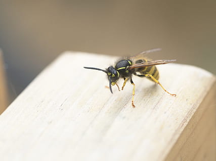 Vespa, insecte, picada, ala, volant, perillós, invertebrat, temes d'animals, animal, fauna animal, un animal, animals a la natura, primer pla, material de fusta, enfocament selectiu, cap gent, dia, a l'aire lliure, naturalesa, part del cos dels animals, abella, llum solar, ala dels animals, formiga, 4K, CC0, domini públic, lliure de regalies