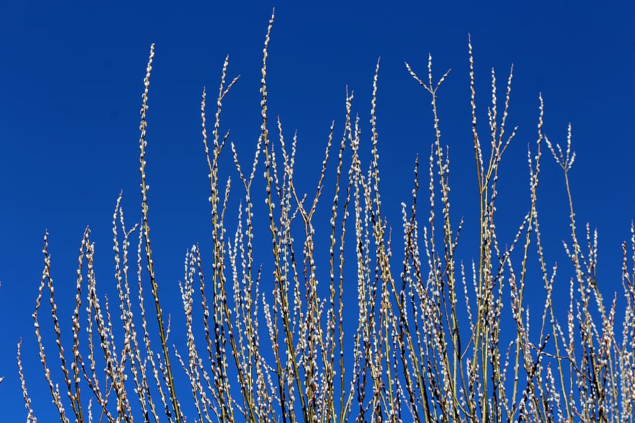 salze, branques de salze, primavera, principis de la primavera, planta, naturalesa, la base de, cel, blau, vista d’angle baix, cap gent, cel clar, dia, bellesa a la natura, a l'aire lliure, creixement, llum solar, assolellat, volant, celebració, primer pla, moviment, abundància, tranquil·litat, en fila, 5K