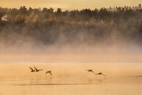fem flyvende fugle, dyr, fugl, natur, udendørs, human, person, Rovaniemi, Finland, vejr, tåge, flyvende, flok, sø, solopgang, fugle, vandfugle, stork, himmel, vand, dyre temaer, dyr i naturen, dyreliv, scenics - natur, gruppe af dyr, skønhed i naturen, hvirveldyr, rolig scene, ro, solnedgang, silhuet, ingen mennesker, digital komposit, 2K, CC0, offentligt domæne, royaltyfrie
