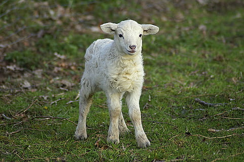 jehněčí, Pesach, roztomilý, velikonoční, schäfchen, sladký, mladé zvíře, jaro, zvířecí dítě, zvědavý, mladý, hravý, Pozor, savec, zvíře, zvířat, domácí zvířata, domácí, jednoho zvířete, hospodářských zvířat, domácí mazlíčci, tráva, rostlina, přistát, portrét, ovce, obratlovců, stojící, nikdo, Příroda, pole, venku, býložravý, 5K, CC0, veřejná doména, bez autorských práv