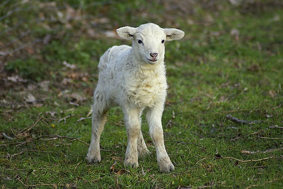 jehněčí, Pesach, roztomilý, velikonoční, schäfchen, sladký, mladé zvíře, jaro, zvířecí dítě, zvědavý, mladý, hravý, Pozor, savec, zvíře, zvířat, domácí zvířata, domácí, jednoho zvířete, hospodářských zvířat, domácí mazlíčci, tráva, rostlina, přistát, portrét, ovce, obratlovců, stojící, nikdo, Příroda, pole, venku, býložravý, 5K