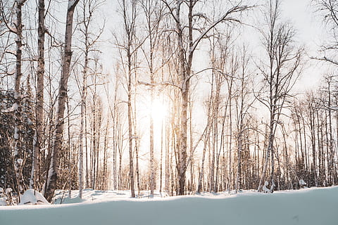 sole, penetrante, alberi, luce del sole, natura, all'aperto, vegetazione, pianta, albero, foresta, boschetto, terra, bosco, bagliore, luce, la neve, cielo, inverno, scenario, erba, betulla, sport, temperatura fredda, albero nudo, scenics - natura, bellezza nella natura, la tranquillità, Colore bianco, scena tranquilla, nessuno, ramo, giorno, congelato, ambiente, nevicando, 5K, CC0, dominio pubblico, privo di copyright