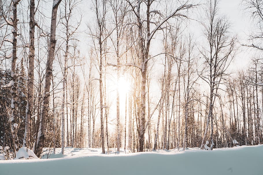 sole, penetrante, alberi, luce del sole, natura, all'aperto, vegetazione, pianta, albero, foresta, boschetto, terra, bosco, bagliore, luce, la neve, cielo, inverno, scenario, erba, betulla, sport, temperatura fredda, albero nudo, scenics - natura, bellezza nella natura, la tranquillità, Colore bianco, scena tranquilla, nessuno, ramo, giorno, congelato, ambiente, nevicando, 5K