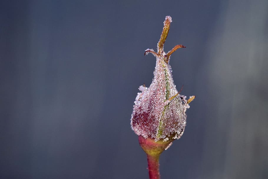 Frost, Winter, kalt, Knospe, Rosenknospe, gefroren, Eis, eiskristalle, Kristalle, reif, Raureif, Pflanze, Natur, Blume, Blatt, Nahansicht, keine Leute, Frische, Fokus auf den Vordergrund, Verletzlichkeit, Schönheit in der Natur, Zerbrechlichkeit, blühende Pflanze, kopieren sie platz, Wachstum, Studioaufnahme, drinnen, Tag, Pflanzenstamm, Essen und Trinken, Zweig, lila, 5K