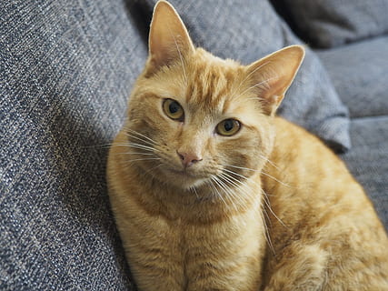 orange tabby kat, kat, indenlandske kat, indenlandske, feline, kæledyr, dyr, husdyr, dyre temaer, pattedyr, et dyr, hvirveldyr, bakkenbart, tæt på, portræt, ingen mennesker, kigger på kameraet, sofa, indendørs, lempelse, leder, ingefær kat, dyr hoved, tabby, 4K, CC0, offentligt domæne, royaltyfrie