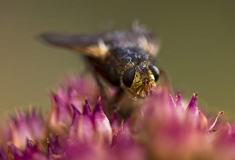 hoverfly, sinek, böcek, doğa, makro, çiçek, stonecrop, çiçekli bitki, kapatmak, hayvan, hayvan yaban hayatı, bir hayvan, omurgasız, seçici odak, hayvan temaları, vahşi hayvanlar, taçyaprağı, doğada güzellik, bitki, kırılganlık, tazelik, çiçek kafa, tozlaşma, Güvenlik açığı, insansız, mor, polen, hayvan gözü, 2K, CC0, kamu malı, telif ücretsiz