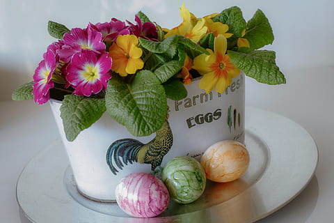 Paști, ou, primroses, primăvară, colorat, bine dispus, deco, temă easter, floare, prospeţime, planta cu flori, plantă, masa, în interior, alimente, text, nici o persoana, comunicare, natură moartă, mancare si bautura, natură, frumusețe în natură, a închide, vază, mâncat sănătos, Culoarea verde, western script, frunze, cap de floare, aranjament floral, faianță, 5K, CC0, domeniu public, fără drepturi de autor