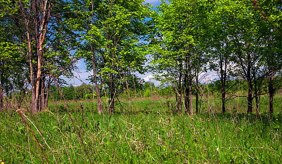 background, environment, forest, grass, green, greenery, landscape, leafy, nature, spring, summer, tree, trees, plant, land, tranquility, growth, beauty in nature, green color, tranquil scene, scenics - nature, field, no people, day, non-urban scene, lush foliage, outdoors, swamp, 2K, CC0, public domain, royalty free