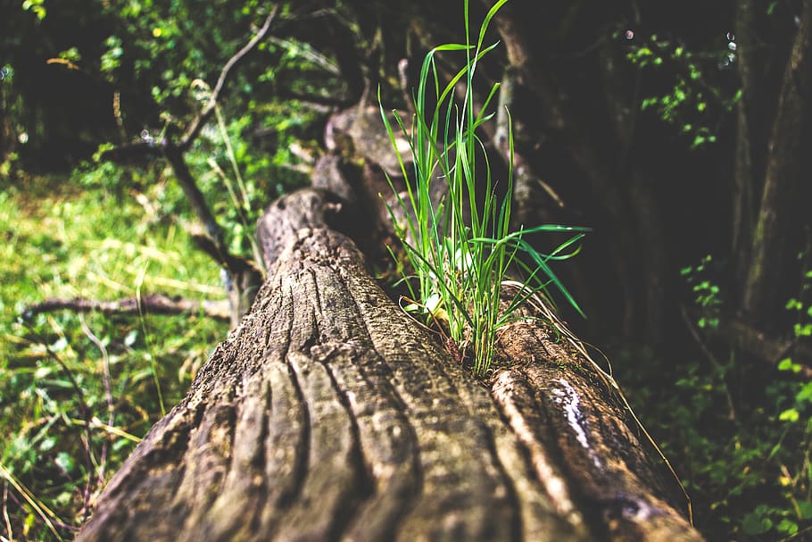 Alemanya, lich, eberstadt, herba, fusta, arbre, focus, branca, fulles, podrit, caigut, macro, borrós, planta, bosc, creixement, enfocament selectiu, terra, naturalesa, tronc de l'arbre, tronc, material de fusta, a l'aire lliure, llum solar, cap gent, primer pla, direcció, color verd, dia, part de la planta, salvatge, escorça, primavera, 5K