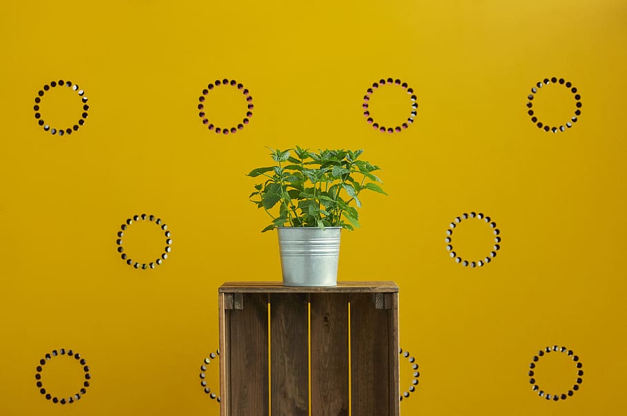 planta de fulla verda, planta, verd, mobles, menta, planta en test, groc, paret groga, simple, fusta, fresc, primavera, naturalesa, full, mínim, natura morta, caixes, flor, cub, text, cap gent, creixement, test de flor, a l'interior, part de la planta, bellesa a la natura, planta amb flors, arbre, color verd, gerro, contenidor, funció de construcció de parets, metall, planta d'interior, petit, 4K