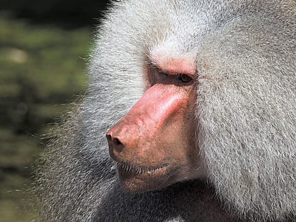 Schimpanse, Primas, ein Tier, Tierwelt, Tiere in freier Wildbahn, Säugetier, Tierkörperteil, Wirbeltier, Nahansicht, Tierhaar, Pavian, keine Leute, Haar, grau, Tag, Fokus auf den Vordergrund, draußen, 2K, CC0, gemeinfrei, lizenzfrei